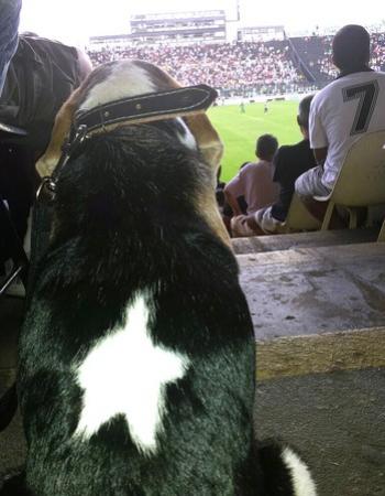 Perivaldo assiste ao jogo entre Botafogo e Boavista em So Janurio