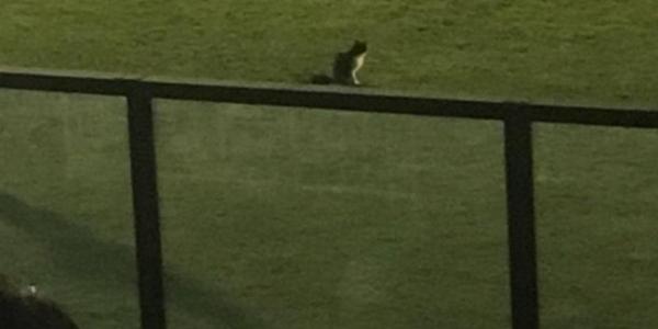 El felino hizo acto de presencia en el encuentro Vasco Da Gama vs Fluminense.