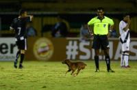 Cachorro que invadiu campo