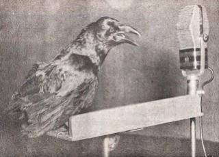 Primeiro e nico corvo a ir ao ar pelas ondas de rdio