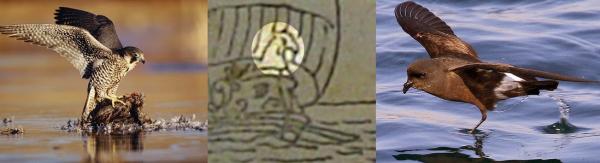 O Falco Penereiro - A Carranca da nau do primitivo dstico vascano - A Procelria