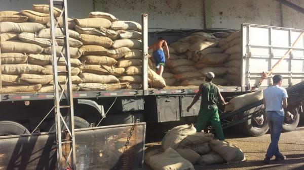 Caf conilon: Vila Valrio  o segundo maior produtor do gro no Esprito Santo 