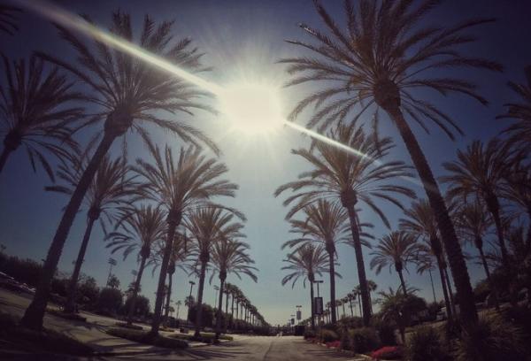 Sequncia de palmeiras na entrada do complexo esportivo