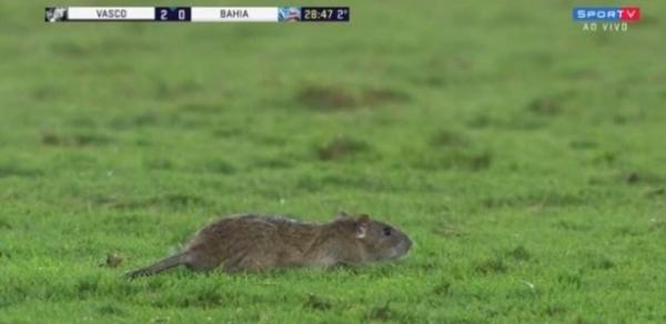 Rato é flagrado no gramado de São Januário em jogo entre Vasco e Bahia