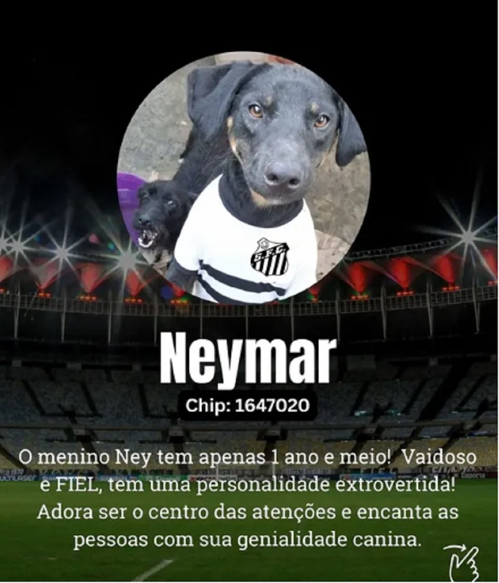 Neymar é um dos principais nomes da 'escalação' — Foto: Canil Municipal de Juiz de Fora/Divulgação