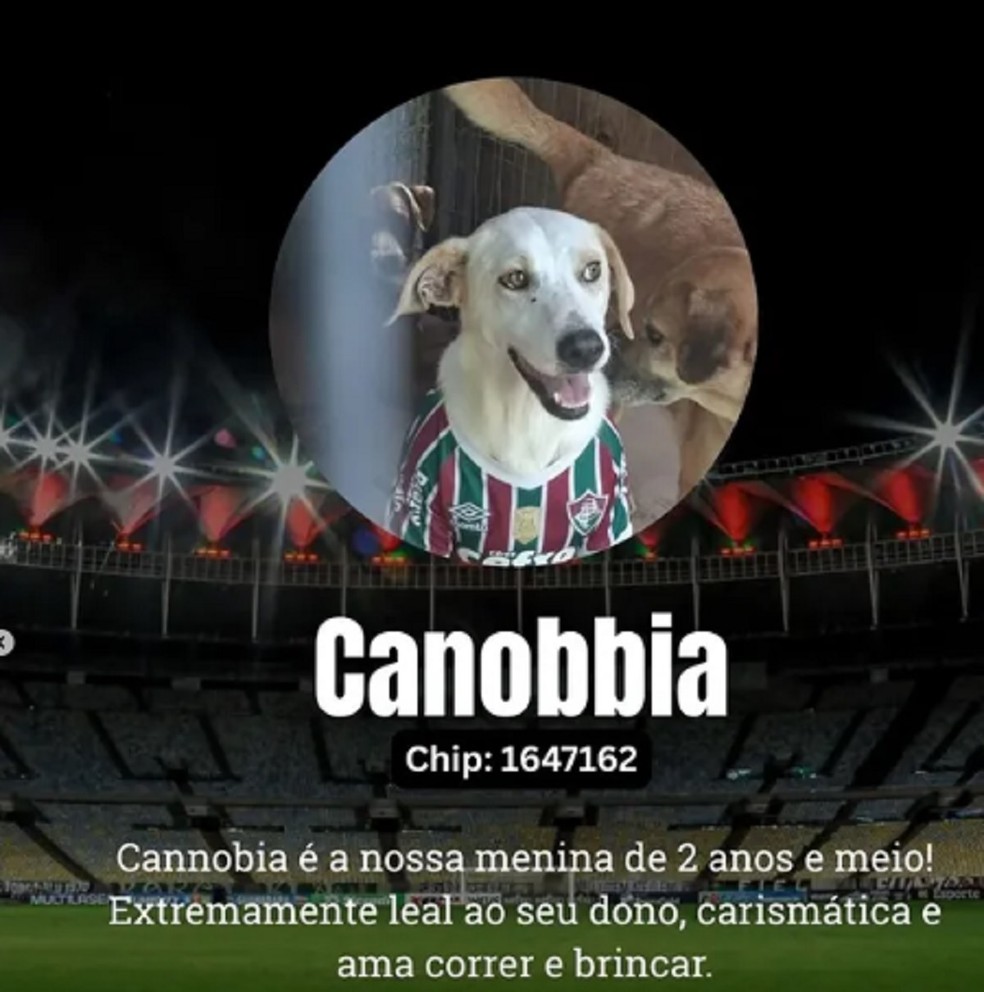 — Foto: Canil Municipal de Juiz de Fora/Divulgação