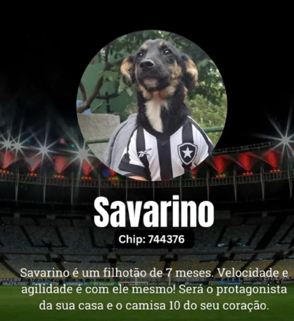 Canil Municipal de Juiz de Fora batiza animais com nomes de jogadores - Savarino (Savarino, Botafogo) — Foto: Canil Municipal de Juiz de Fora/Divulgação