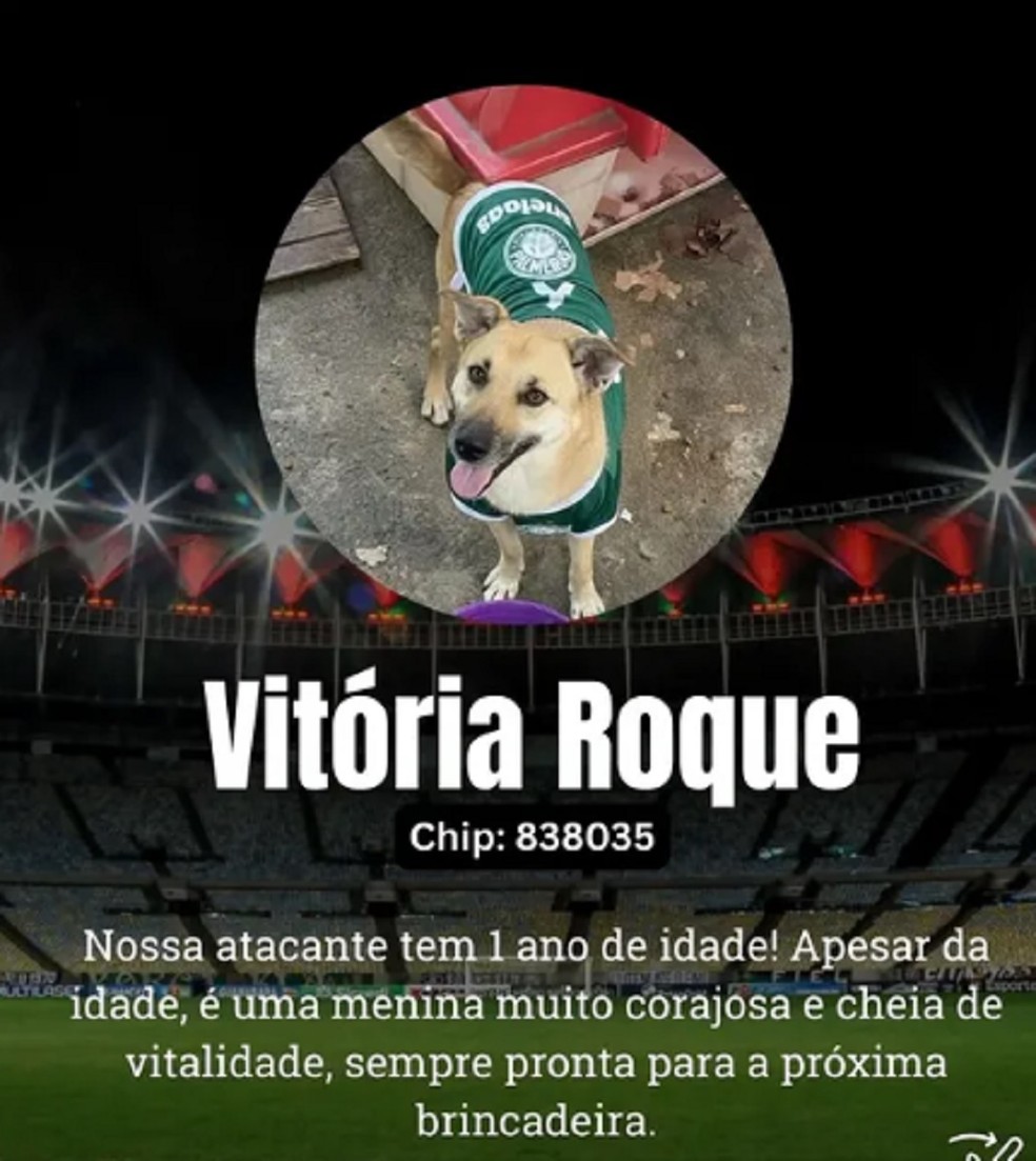 — Foto: Canil Municipal de Juiz de Fora/Divulgação