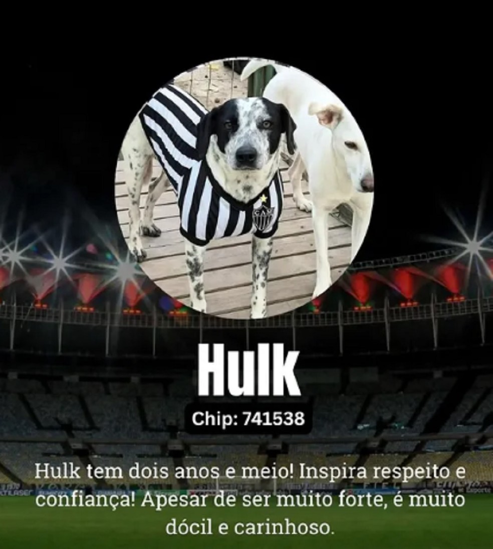 — Foto: Canil Municipal de Juiz de Fora/Divulgação