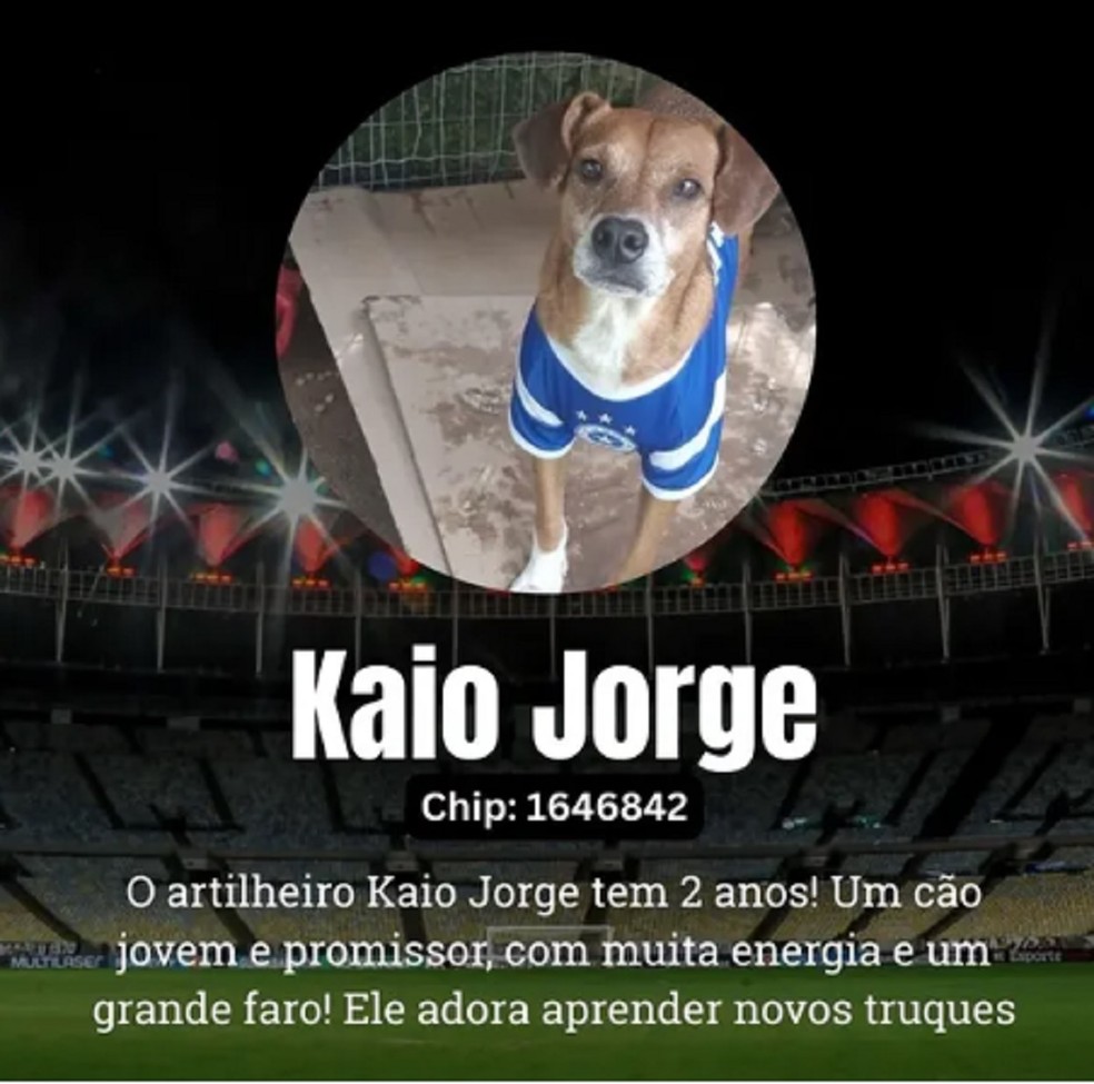 — Foto: Canil Municipal de Juiz de Fora/Divulgação